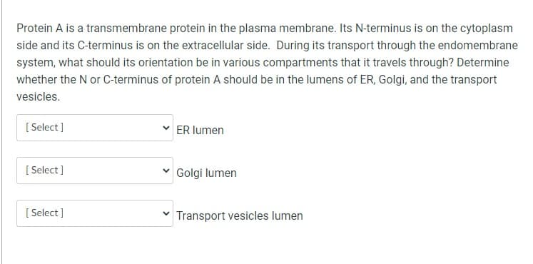 Protein A is a transmembrane protein in the plasma membrane. Its N-terminus is on the cytoplasm
side and its C-terminus is on the extracellular side. During its transport through the endomembrane
system, what should its orientation be in various compartments that it travels through? Determine
whether the N or C-terminus of protein A should be in the lumens of ER, Golgi, and the transport
vesicles.
[Select]
[Select]
[Select]
ER lumen
Golgi lumen
✓ Transport vesicles lumen