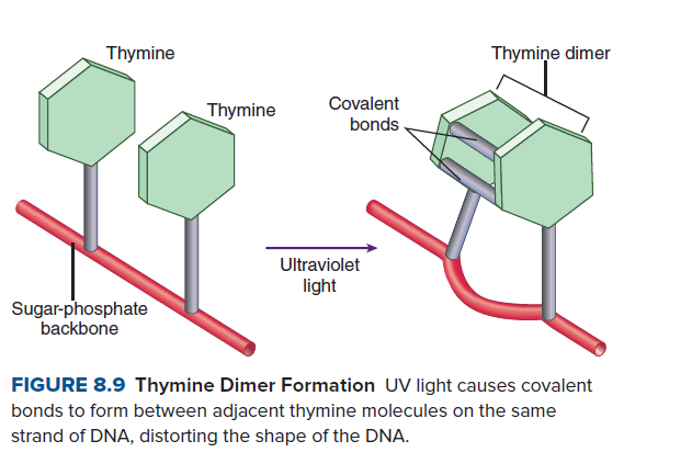Thymine
Thymiņe dimer
Covalent
bonds
Thymine
Ultraviolet
light
Sugar-phosphate
backbone
FIGURE 8.9 Thymine Dimer Formation UV light causes covalent
bonds to form between adjacent thymine molecules on the same
strand of DNA, distorting the shape of the DNA.
