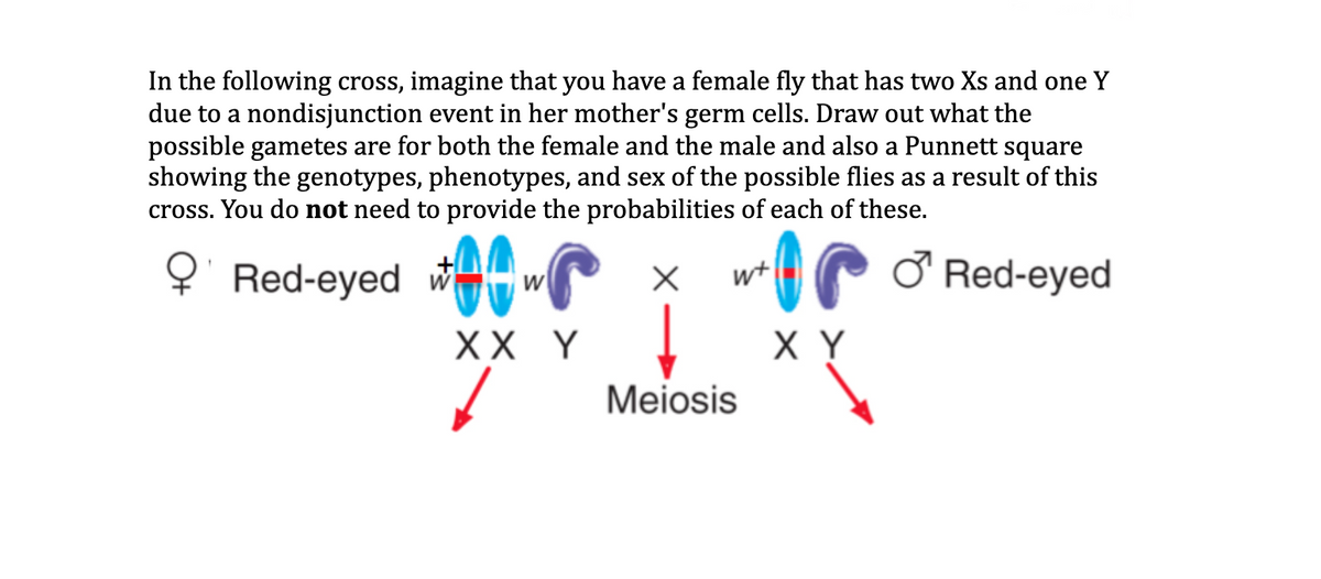 In the following cross, imagine that you have a female fly that has two Xs and one Y
due to a nondisjunction event in her mother's germ cells. Draw out what the
possible gametes are for both the female and the male and also a Punnett square
showing the genotypes, phenotypes, and sex of the possible flies as a result of this
cross. You do not need to provide the probabilities of each of these.
Red-eyed wi
C Ở Red-eyed
wt
XX Y
X Y
Meiosis
