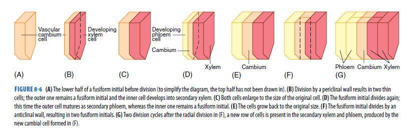 Developing
-xylem
cél
Developing
phloem
cell
Vascular
сambium
cell
Cambium
Хylem
(E)
Phloem Cambium Xylem
(G)
Cambium
(A)
(B)
(C)
(D)
(F)
FIGURE 8-6 (A) The lower half of a fusiform initial before division (to simplify the diagram, the top half has not been drawn in). (B) Division by a periclinal wall results in two thin
cell; the outer one remains a fusiform initial and the inner cell develops into secondary xylem. (C) Both cells enlarge to the size of the original cell. (D) The fusiform initial divides again;
this time the outer cell matures as secondary phloem, whereas the inner one remains a fusiform initial. (E) The cells grow back to the original size. (F) The fusiform initial divides by an
anticlinal wall, resulting in two fusiform initials. (G) Two division cycles after the radial division in (F), a new row of cells is present in the secondary xylem and phloem, produced by the
new cambial cell formed in (F).
