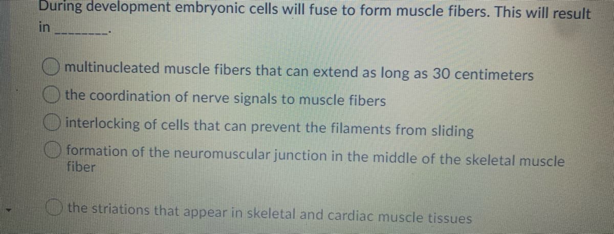 During development embryonic cells will fuse to form muscle fibers. This will result
in
multinucleated muscle fibers that can extend as long as 30 centimeters
the coordination of nerve signals to muscle fibers
interlocking of cells that can prevent the filaments from sliding
formation of the neuromuscular junction in the middle of the skeletal muscle
fiber
the striations that appear in skeletal and cardiac muscle tissues
