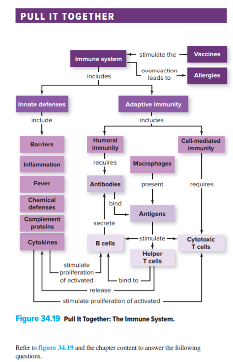 PULL IT TOGETHER
stimulate the
Vaccines
Immune system
overreaction
includes
Allergies
leads to
Innate defenses
Adaptive immunity
include
includes
Humoral
Cell-mediated
Barriers
immunity
immunity
requires
Macrophages
Inflammation
Fever
Antibodies
present
requires
Chemical
defenses
bind
Antigens
Complement
proteins
secrete
• stimulate·
Cytotoxic
T cells
Cytokines
B cells
Helper
T cells
stimulate
-proliferation-
of activated
- bind to
release
stimulate proliferation of activated
Figure 34.19 Pull It Together: The Immune System.
Refer to figure 34.19 and the chapter content to answer the following
questions.
