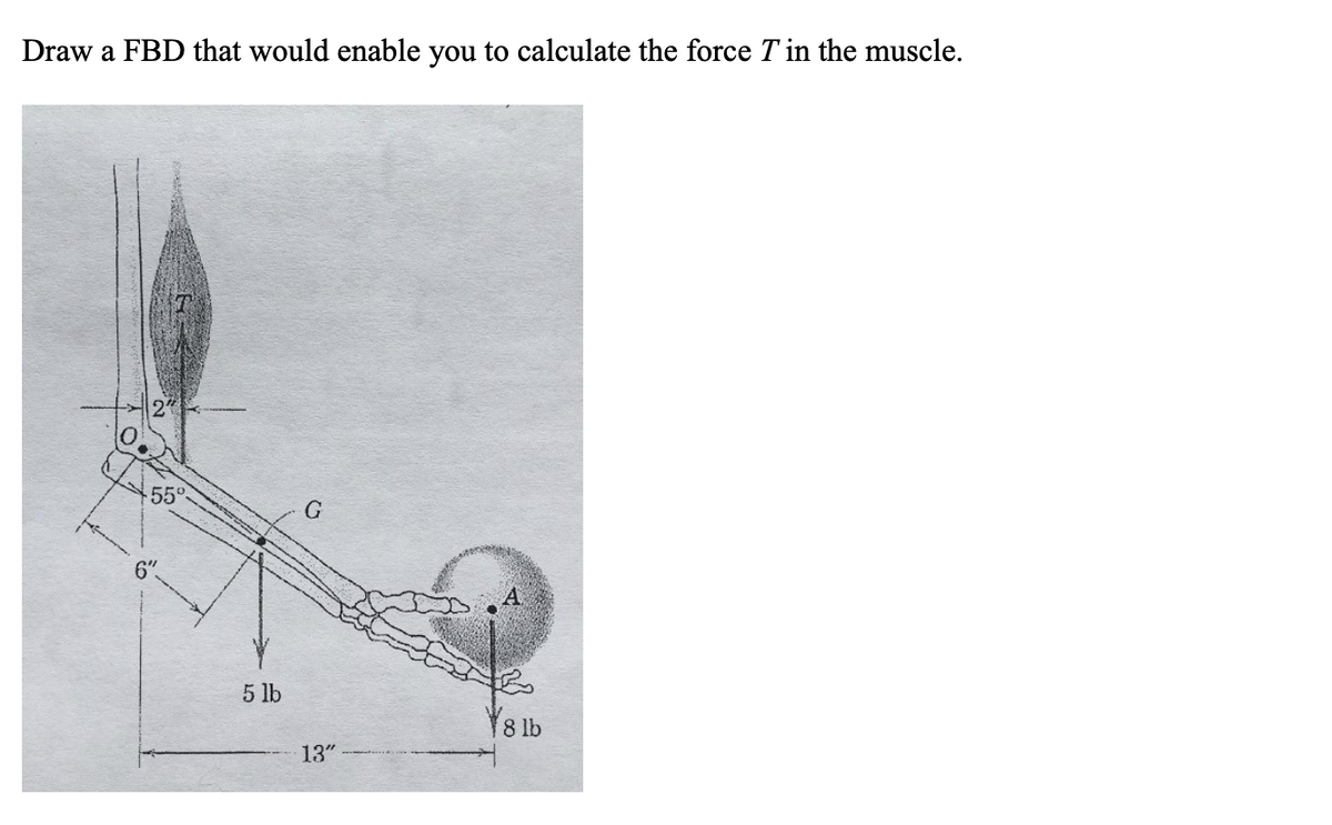 Draw a FBD that would enable you to calculate the force T' in the muscle.
55°
6″,
5 lb
G
13"
A
Y8 lb