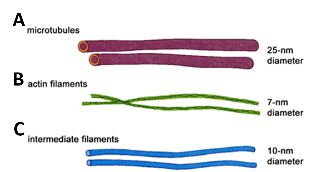 microtubules
25-nm
diameter
actin filaments
7-nm
diameter
intermediate filaments
10-nm
diameter

