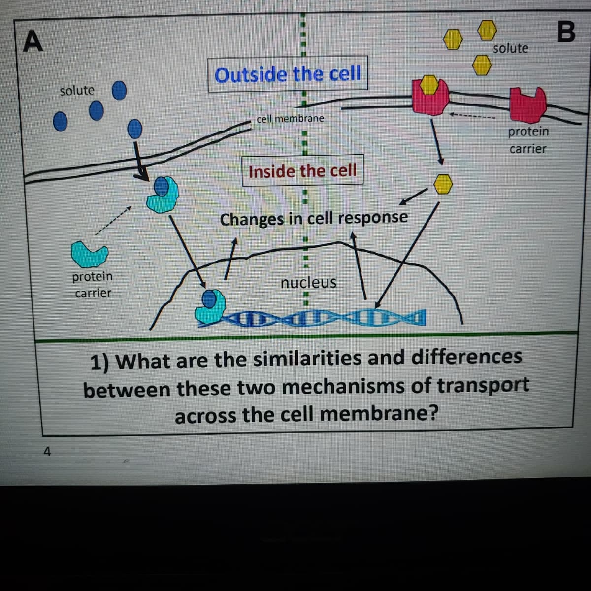 A
solute
Outside the cell
solute
cell membrane
protein
carrier
Inside the cell
Changes in cell response
protein
carrier
nucleus
1) What are the similarities and differences
between these two mechanisms of transport
across the cell membrane?
4.
B
