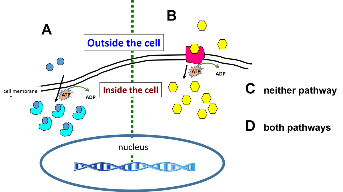 В
A
Outside the cell
ATP
ADP
Inside the cell
C neither pathway
cell membrane
ATP
ADP
D both pathways
nucleus
