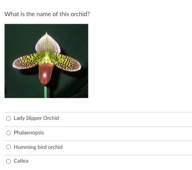 What is the name of this orchid?
O Lady Slipper Orchid
O Phalaenopsis
Humming bird orchid
Catlea
