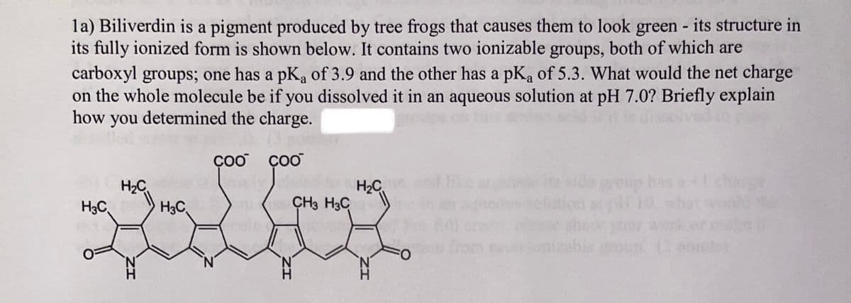 1a) Biliverdin is a pigment produced by tree frogs that causes them to look green - its structure in
its fully ionized form is shown below. It contains two ionizable groups, both of which are
carboxyl groups; one has a pK₁ of 3.9 and the other has a pK₂ of 5.3. What would the net charge
on the whole molecule be if you dissolved it in an aqueous solution at pH 7.0? Briefly explain
how you determined the charge.
a
H3C
H₂C
H3C
COO COO
çoo
S5 CH3 H3C
ZI
H₂C
IZ
O
roup has a chce