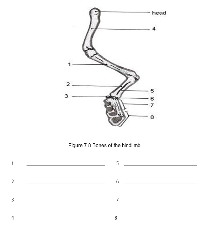 head
4
1-
2.
5
3
6
Figure 7.8 Bones of the hindlimb
1
5
2
6
7
4
8
00
3.
