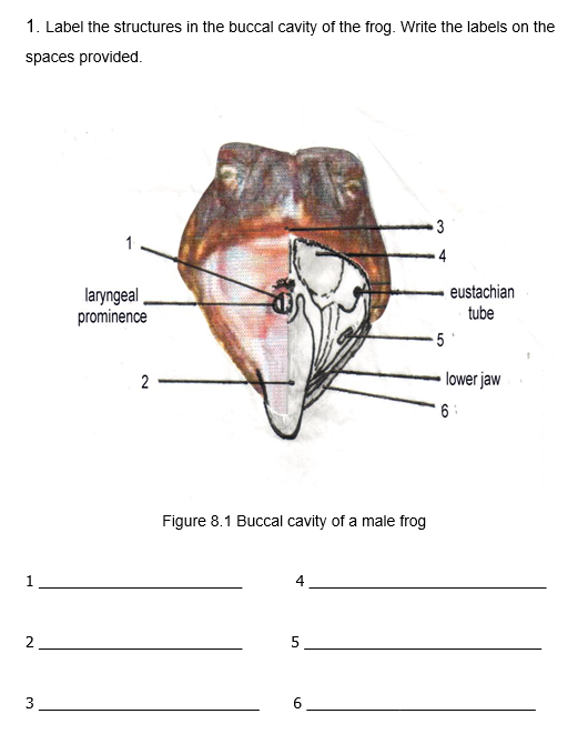 1. Label the structures in the buccal cavity of the frog. Write the labels on the
spaces provided.
4
laryngeal
prominence
eustachian
tube
5
lower jaw
Figure 8.1 Buccal cavity of a male frog
1.
2
5
3
LO

