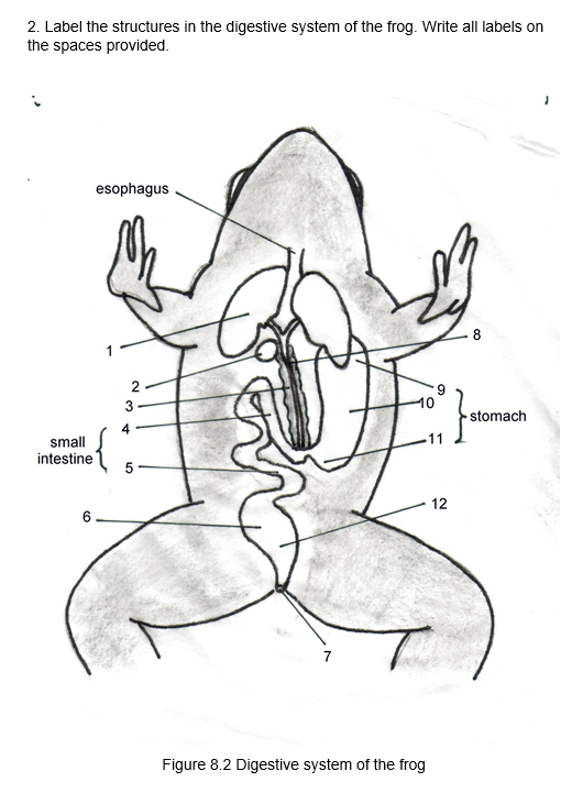 2. Label the structures in the digestive system of the frog. Write all labels on
the spaces provided.
esophagus
8
2
6.
3
4
stomach
small
intestine
5
6
12
7
Figure 8.2 Digestive system of the frog
