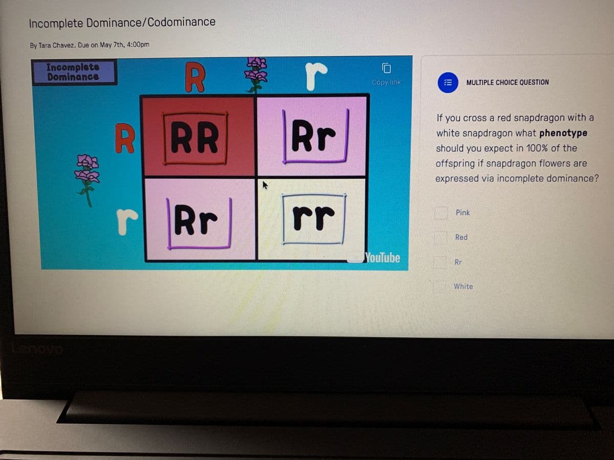 Incomplete Dominance/Codominance
By Tara Chavez. Due on May 7th, 4:00pm
Incomplete
Dominance
r
Соpy link
三
MULTIPLE CHOICE QUESTION
R
RR
Rr
If you cross a red snapdragon with a
white snapdragon what phenotype
should you expect in 100% of the
offspring if snapdragon flowers are
expressed via incomplete dominance?
Rr
r
Pink
Red
YouTube
Rr
White
Lenovo
!!!
