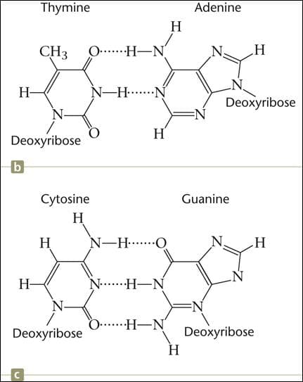 Thymine
Adenine
H
CH3
O....H-N
H-
N-H.N
Deoxyribose
N-
H
Deoxyribose
b
Cytosine
H
Guanine
H
N-H....O
H-
N.H-N
N-
O....H-N
Deoxyribose
Deoxyribose
H
