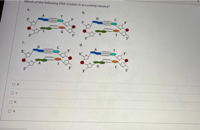 Which of the following DNA models is accurately labeled?
a.
b.
3'
3'
C.
d.
G
3'
3"
Od
b.
a.
