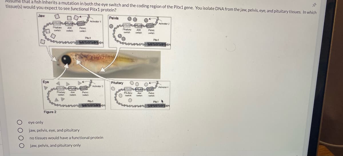 ASsume that a fish inherits a mutation in both the eye switch and the coding region of the Pitx1 gene. You isolate DNA from the jaw, pelvis, eye, and pituitary tissues. In which
tissue(s) would you expect to see functional Pitx1 protein?
Jaw
Pelvis
Actvator 1
Activator 2
Pary
sch
Jow
swch
Peve
Phutory
Jow
Pevic
swkh
swich
wkch
Pitxt
Pitx1
Eye
41
Pituitary
Activulor 3
Adivutor 4
Phutary
swich
Pelvic
Twach
Jaw
Putary
Jaw
Switch
Pelvic
wtch
Satch
sanch
Pixt
Pitt
Figure 2
eye only
jaw, pelvis, eye, and pituitary
no tissues would have a functional protein
jaw, pelvis, and pituitary only
O O0 O
