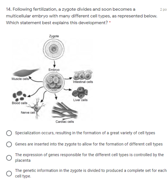 14. Following fertilization, a zygote divides and soon becomes a
2 po
multicellular embryo with many different cell types, as represented below.
Which statement best explains this development? *
Zygote
Embryo
Muscle cells
Intestinal cells
Liver cells
Blood cells
Nerve cell
Cardiac cells
Specialization occurs, resulting in the formation of a great variety of cell types
Genes are inserted into the zygote to allow for the formation of different cell types
The expression of genes responsible for the different cell types is controlled by the
placenta
The genetic information in the zygote is divided to produced a complete set for each
cell type.
