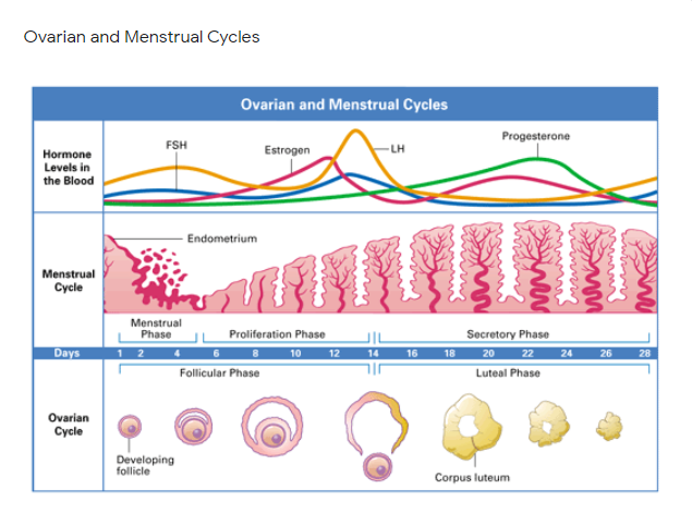 Ovarian and Menstrual Cycles
Ovarian and Menstrual Cycles
Progesterone
FSH
Estrogen
-LH
Hormone
Levels in
the Blood
Endometrium
Menstrual
Cycle
Menstrual
Phase
Proliferation Phase
Secretory Phase
20 22 24
Days
10
12
14
16
18
26
28
Follicular Phase
Luteal Phase
Ovarian
Cycle
Developing
follicle
Corpus luteum
