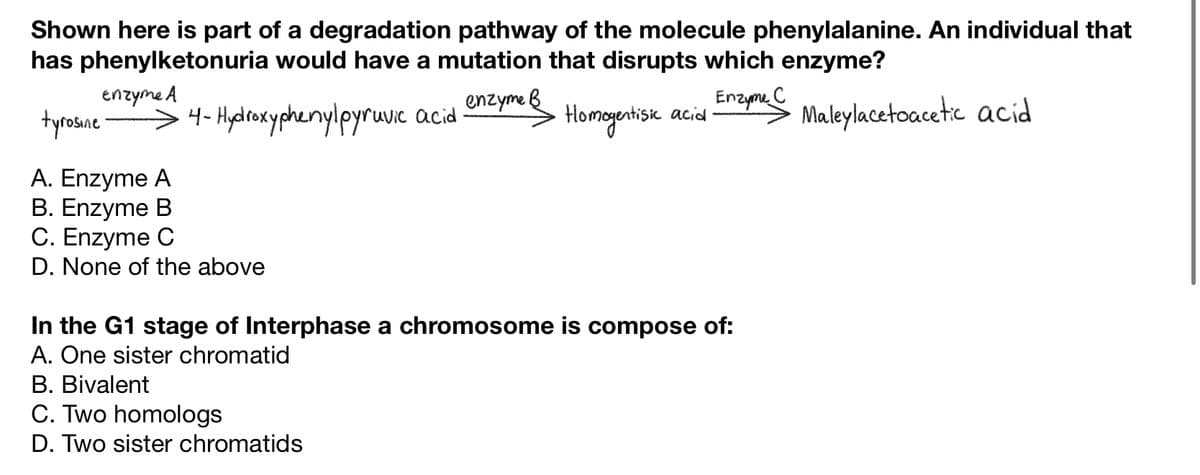 Shown here is part of a degradation pathway of the molecule phenylalanine. An individual that
has phenylketonuria would have a mutation that disrupts which enzyme?
Enzyme C
tyrosine
Maleylacetoacetic acid
A. Enzyme A
B. Enzyme B
C. Enzyme C
D. None of the above
enzyme A
enzyme B
→ 4-Hydroxyphenylpyruvic acid.
B. Bivalent
C. Two homologs
D. Two sister chromatids
me
Homogentisic acid.
In the G1 stage of Interphase a chromosome is compose of:
A. One sister chromatid