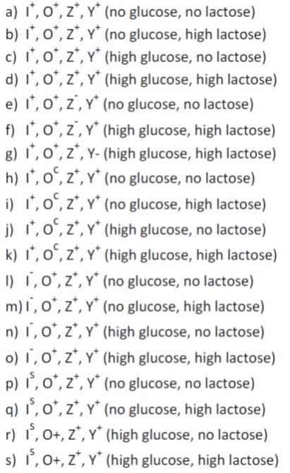 a) I', o*, z*, Y* (no glucose, no lactose)
b) I', o*, z*, Y* (no glucose, high lactose)
c) I', o*, z*, Y* (high glucose, no lactose)
d) 1', o*, z*, Y* (high glucose, high lactose)
e) I', o*, z', Y* (no glucose, no lactose)
f) I°, o*, z', Y* (high glucose, high lactose)
g) 1', o", z*, Y- (high glucose, high lactose)
h) I', o", z*, Y* (no glucose, no lactose)
i) , o", z*, Y* (no glucose, high lactose)
j) , o", z*, Y* (high glucose, no lactose)
k) I', o", z*, Y* (high glucose, high lactose)
I) 1,0*, z*, Y* (no glucose, no lactose)
m)1, o°, z*, Y* (no glucose, high lactose)
n) 1, 0*, z*, Y* (high glucose, no lactose)
o) 1, 0*, z*, Y* (high glucose, high lactose)
p) , o*, z*, Y* (no glucose, no lactose)
q) 1`, o*, z*, Y* (no glucose, high lactose)
r) , 0+, z*, Y* (high glucose, no lactose)
s) i,0+, z*, Y* (high glucose, high lactose)
