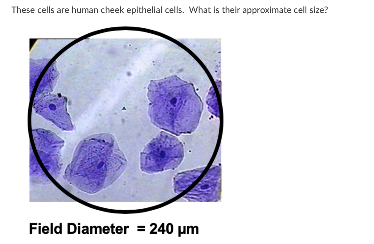 These cells are human cheek epithelial cells. What is their approximate cell size?
Field Diameter
240 μ
%3D

