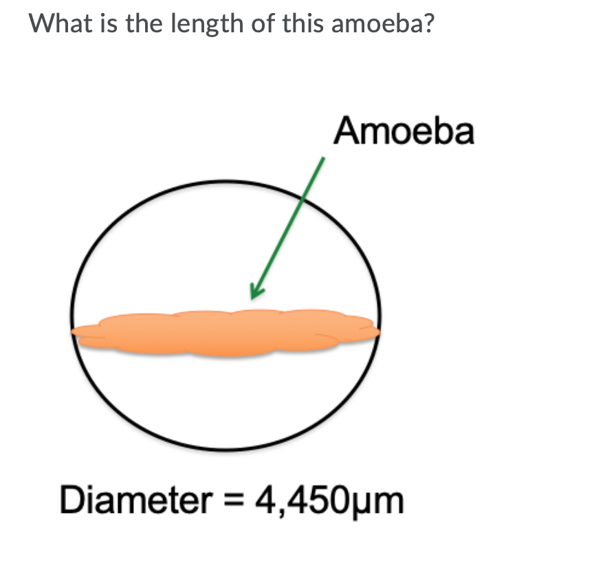 What is the length of this amoeba?
Amoeba
Diameter = 4,450µm
