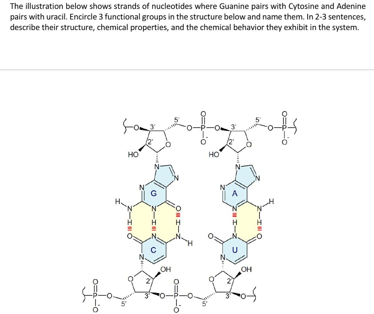 The illustration below shows strands of nucleotides where Guanine pairs with Cytosine and Adenine
pairs with uracil. Encircle 3 functional groups in the structure below and name them. In 2-3 sentences,
describe their structure, chemical properties, and the chemical behavior they exhibit in the system.
5'
3'
5'
HO
-I III C
3'
(
2
3'
-IIII
C
OH
HO
N
A
2₁
OH