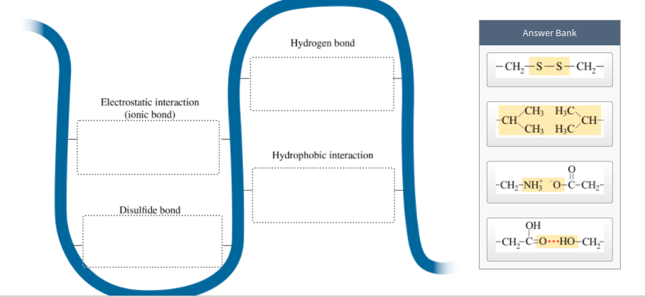 Answer Bank
Hydrogen bond
— Сн,—s —s— сH,—
Electrostatic interaction
CH; H;C
-CH
CH; H;C
(ionic bond)
CH-
Hydrophobic interaction
-CH,-NH; 0-ċ-CH;-
„Disulfide bond
он
-CH- С-о---НО-СH,
