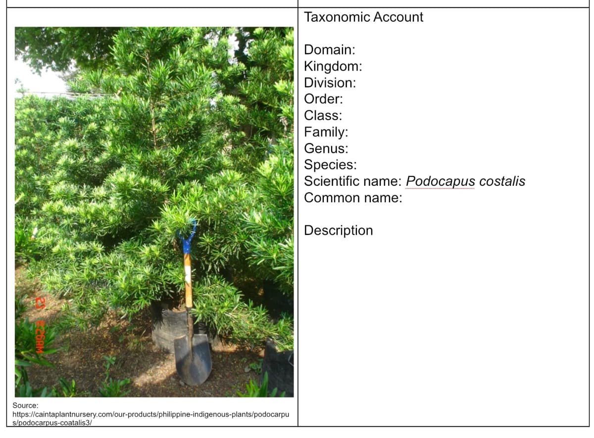 Taxonomic Account
Domain:
Kingdom:
Division:
Order:
Class:
Family:
Genus:
Species:
Scientific name: Podocapus costalis
Common name:
Description
Source:
https://caintaplantnursery.com/our-products/philippine-indigenous-plants/podocarpu
s/podocarpus-coatalis3/
