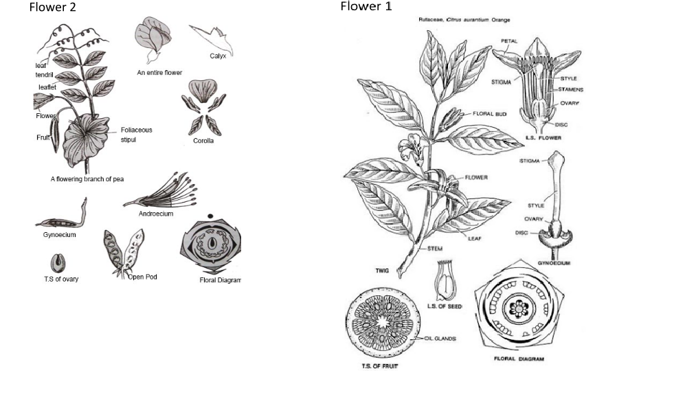 Flower 2
Flower 1
Rutaceae, Ctrus aurantium Orange
PETAL
Çalyx
leat
tendril.
An entire flower
STYLE
STIOMA
leaflet
STAMENS
OVARY
FLORAL BUD
Flowes
DISC
Foliaceous
Fruit
stipul
Corolla
LS. FLOWER
STIGMA
-
A flowering branch of pea
-FLOWER
STYLIE
Androecium
OVARY
Gynoecium
DISC
LEAF
STEM
GYNOECIUM
TWIG
T.S of ovary
Open Pod
Floral Diagram
LS. OF SEED
-OL GLANDS
FILORAL DIAGRAM
TS. OF FRUIT
