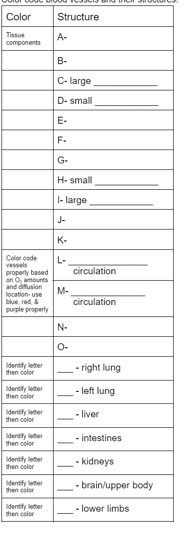 Color
Structure
Tissue
A-
components
В-
C- large
D- small
Е-
F-
G-
H- small
|- large
J-
К-
Color code
L-
vessels
properly based
on O, amounts
and diffusion
location- use
blue, red, &
purple properly
circulation
M-
circulation
N-
О-
Identify letter
then color
- right lung
Identify letter
then color
- left lung
Identify letter
then color
- liver
Identify letter
then color
- intestines
Identify letter
then color
- kidneys
Identify letter
then color
- brain/upper body
Identify letter
then color
- lower limbs
