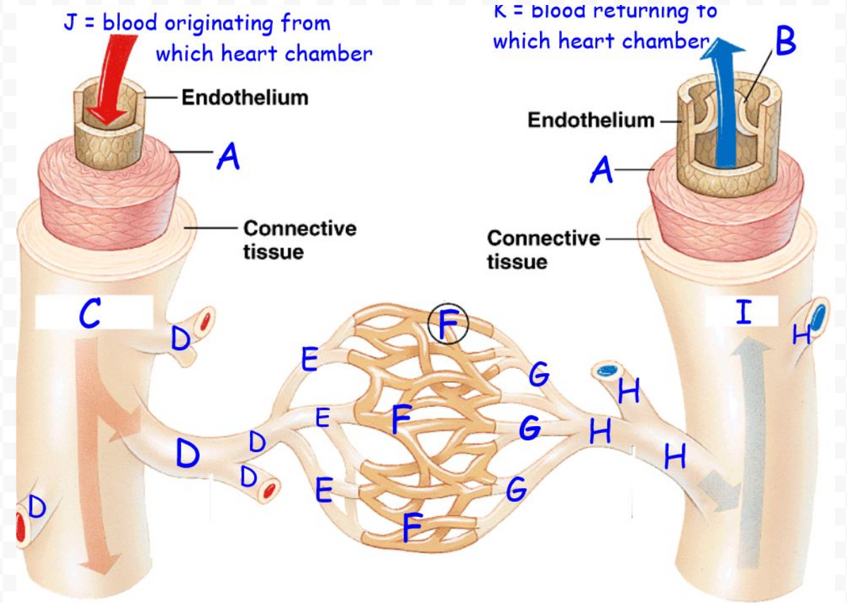 K = blood returning to
J = blood originating from
which heart chamber
B
which heart chamber
Endothelium
Endothelium
A-
Connective
tissue
Connective
tissue
I
E
G
E
G
D.
D
G
