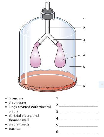 2
3
5
6.
bronchus
diaphragm
lungs covered with visceral
pleura
• parietal pleura and
thoracic wall
• pleural cavity
• trachea
2.
3
4
5.
6.
