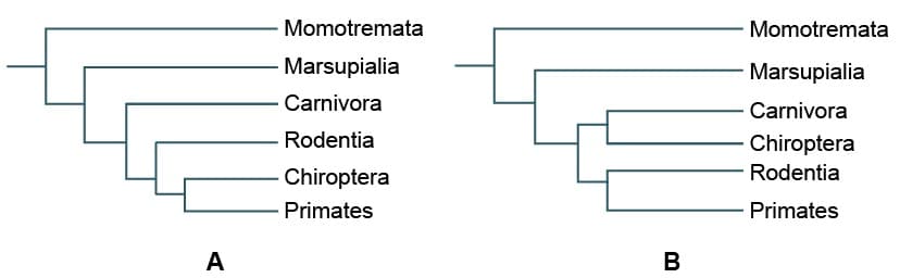 Momotremata
Momotremata
Marsupialia
Marsupialia
Carnivora
Carnivora
Rodentia
Chiroptera
Chiroptera
Rodentia
- Primates
Primates
A
В
