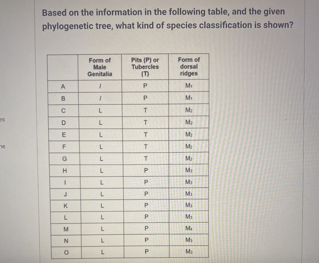 es
ne
Based on the information in the following table, and the given
phylogenetic tree, what kind of species classification is shown?
A
B
C
D
E
F
G
H
I
J
K
L
M
N
O
Form of
Male
Genitalia
1
1
L
L
L
L
L
L
L
L
L
L
L
L
L
Pits (P) or
Tubercles
(T)
P
P
T
T
T
T
T
P
P
P
P
P
P
P
P
Form of
dorsal
ridges
M₁
M₁
M₂
M₂
M₂
M₂
M₂
M3
M3
M3
M3
M3
M4
M3
M3