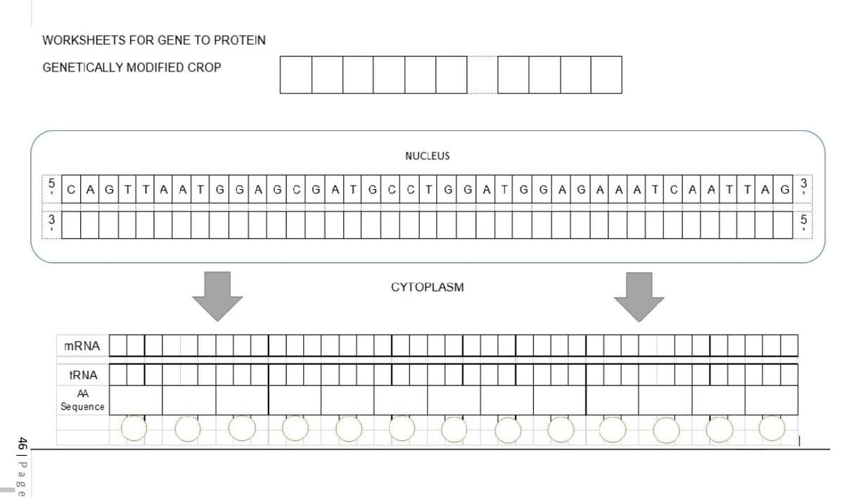 WORKSHEETS FOR GENE TO PROTEIN
GENETICALLY MODIFIED CROP
NUCLEUS
CAGTTAATGGAGCGATGCCTGGATG GAGAAATCAATTAG
CYTOPLASM
MRNA
tRNA
AA
Sequence
46 | Page
