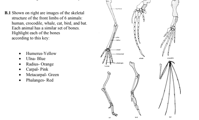 humerut
B.1 Shown on right are images of the skeletal
structure of the front limbs of 6 animals:
human, crocodile, whale, cat, bird, and bat.
Each animal has a similar set of bones.
Highlight each of the bones
according to this key:
adut
-carpal
• Humerus-Yellow
• Ulna- Blue
• Radius- Orange
Carpal- Pink
• Metacarpal- Green
• Phalanges- Red
-meacarpe
whale
Docode
-shalangen
hunan
bird
bat
