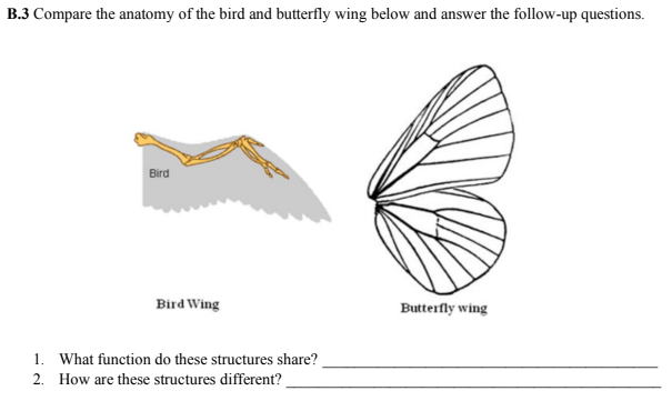B.3 Compare the anatomy of the bird and butterfly wing below and answer the follow-up questions.
Bird
Bird Wing
Butterfly wing
1. What function do these structures share?
2. How are these structures different?
