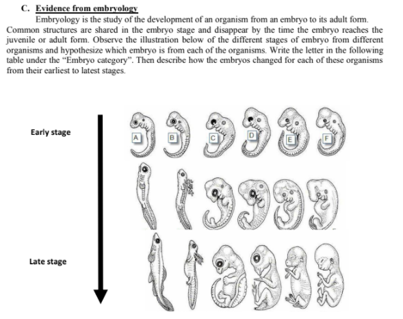 C. Evidence from embryology
Embryology is the study of the development of an organism from an embryo to its adult form.
Common structures are shared in the embryo stage and disappear by the time the embryo reaches the
juvenile or adult form. Observe the illustration below of the different stages of embryo from different
organisms and hypothesize which embryo is from each of the organisms. Write the letter in the following
table under the "Embryo category". Then describe how the embryos changed for each of these organisms
from their earliest to latest stages.
59 9383
Early stage
Late stage

