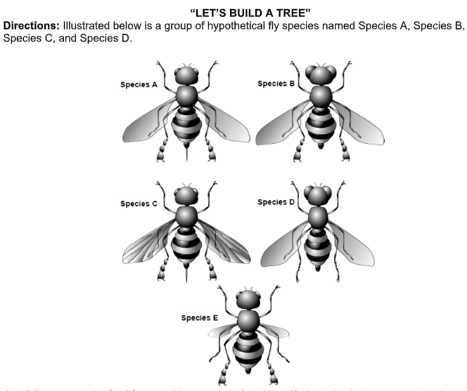 "LET'S BUILD A TREE"
Directions: Illustrated below is a group of hypothetical fly species named Species A, Species B,
Species C, and Species D.
Species A
Species B
Species C
Species D
Species E
