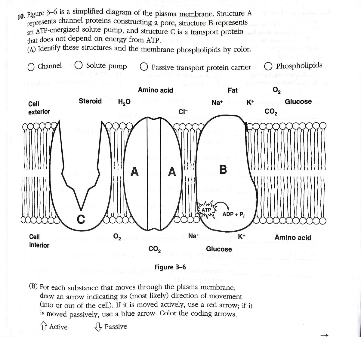 represents channel proteins constructing a pore, structure B represents
10 Figure 3-6 is a simplified diagram of the plasma membrane. Structure A
an ATP-energized solute pump, and structure C is a transport protein
that does not depend on energy from ATP.
(A) Identify these structures and the membrane phospholipids by color.
O Channel
O Solute pump
Passive transport protein carrier
O Phospholipids
Amino acid
Fat
O2
Steroid
H,0
Na+
K+
Glucose
Cell
exterior
CI-
co,
VIA
ATP
mM ADP + P,
C
Cell
Nat
K+
Amino acid
interior
co2
Glucose
Figure 3-6
(B) For each substance that moves through the plasma membrane,
draw an arrow indicating its (most likely) direction of movement
(into or out of the cell). If it is moved actively, use a red arrow; if it
is moved passively, use a blue arrow. Color the coding arrows.
介Active
Passive
