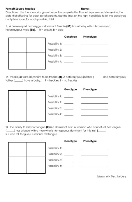 Punnett Square Practice
Directions: Use the scenarios given below to complete the Punnett squares and determine the
potential offspring for each set of parents. Use the lines on the right hand side to ist the genotype
and phenotype for each possible child.
Name:
1. A brown-eyed homozygous dominant female (BB) has a baby with a brown-eyed
heterozygous male (Bb). B = brown, b = blue
Genotype
Phenotype
Possibility 1:
Possibility 2:
Possibility 3:
Possibility 4:
2. Freckles (F) are dominant to no freckles (f). A heterozygous mother (
father have a baby. F= freckles, f= no freckles
Jand heterozygous
Genotype
Phenotype
Possibility 1:
Possibility 2:
Possibility 3:
Possibility 4:
3. The ability to roll your tongue (R) is a dominant trait. A woman who cannot roll her tongue
I has a baby with a man who is homozygous dominant for this trait .
R= can roll tongue, rcannot roll tongue
Genotype
Phenotype
Possibility 1:
Possiblity 2:
Possibility 3:
Possibility 4:
Stience with Mrs. Sarchez
