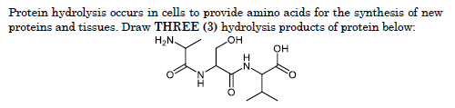 Protein hydrolysis occurs in cells to provide amino acids for the synthesis of new
proteins and tissues. Draw THREE (3) hydrolysis products of protein below:
H2N.
HO
он
