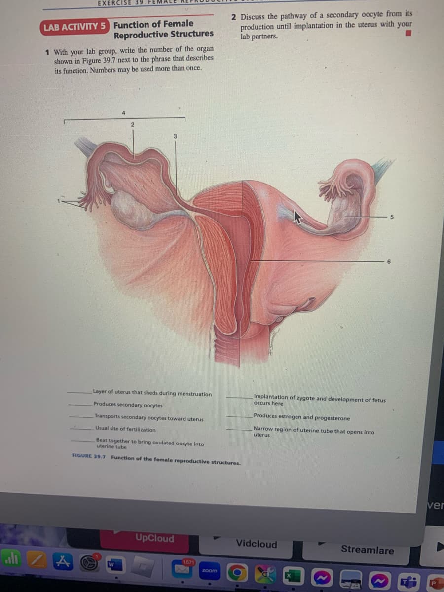 EXERCISE 39. FEN
LAB ACTIVITY 5 Function of Female
Reproductive Structures
1 With your lab group, write the number of the organ
shown in Figure 39.7 next to the phrase that describes
its function. Numbers may be used more than once.
A
2
3
Layer of uterus that sheds during menstruation
Produces secondary oocytes
Transports secondary oocytes toward uterus
W
Usual site of fertilization
Beat together to bring ovulated oocyte into
uterine tube
FIGURE 39.7 Function of the female reproductive structures.
UpCloud
1,571
2 Discuss the pathway of a secondary oocyte from its
production until implantation in the uterus with your
lab partners.
zoom
Implantation of zygote and development of fetus
occurs here
Produces estrogen and progesterone
Narrow region of uterine tube that opens into
uterus
Vidcloud
5
6
Streamlare
ver