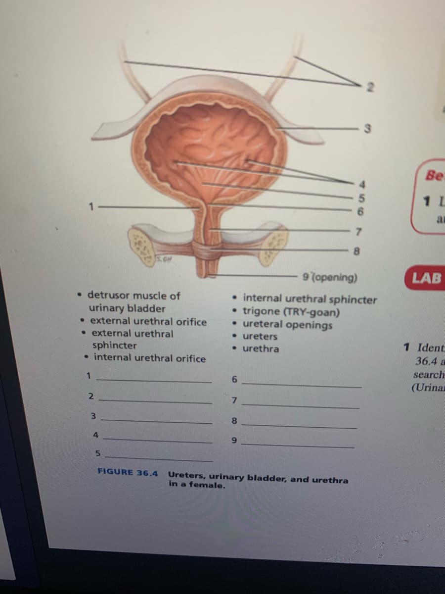 • detrusor muscle of
urinary bladder
• external urethral orifice
• external urethral
sphincter
• internal urethral orifice
1
2
3
4
5.OM
5
9 (opening)
• internal urethral sphincter
trigone (TRY-goan)
• ureteral openings
• ureters
• urethra
●
6
7
8
9
8
FIGURE 36.4 Ureters, urinary bladder, and urethra
in a female.
Be
1 L
ar
LAB
1 Ident
36.4 a
search
(Urinar