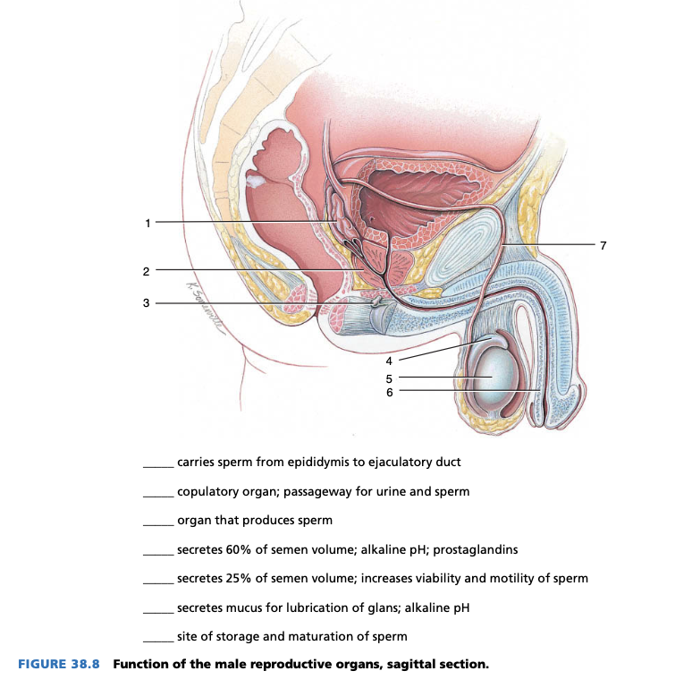 2
3
K. Seme
456
carries sperm from epididymis to ejaculatory duct
copulatory organ; passageway for urine and sperm
organ that produces sperm
secretes 60% of semen volume; alkaline pH; prostaglandins
secretes 25% of semen volume; increases viability and motility of sperm
secretes mucus for lubrication of glans; alkaline pH
site of storage and maturation of sperm
FIGURE 38.8 Function of the male reproductive organs, sagittal section.
7