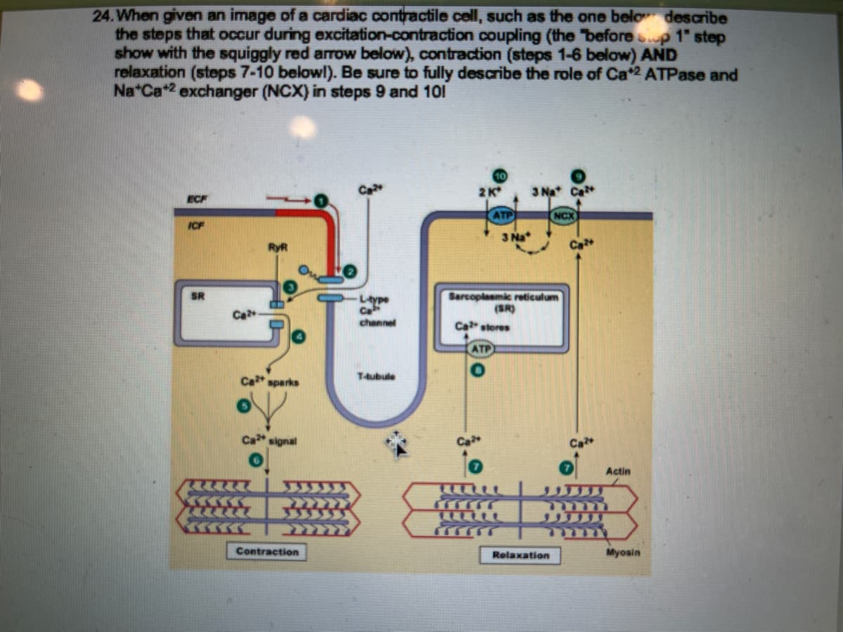 24. When given an image of a cardiac contractile cell, such as the one belo describe
the steps that occur during excitation-contraction coupling (the "before op 1" step
show with the squiggly red arrow below), contraction (steps 1-6 below) AND
relaxation (steps 7-10 belowl). Be sure to fully describe the role of Ca*2 ATPase and
Na Ca+2 exchanger (NCX) in steps 9 and 101
ECF
ICF
SR
Ca2+
RyR
1.
Ca sparks
Ca signal
Contraction
Ltype
Ca
channel
2 K
ATP
ATP
3 Na
3 Nat Ca
Sarcoplasmic reticulum
(SR)
Cal stores
TALL
NCX
Relaxation
Ca2+
oe
FI
Actin
Myosin