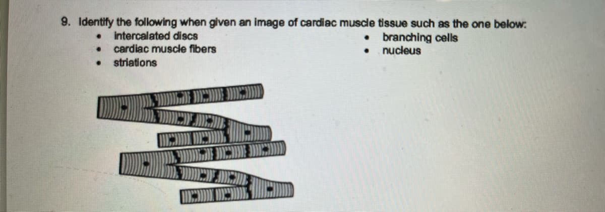 9. Identify the following when given an image of cardiac muscle tissue such as the one below:
. intercalated discs
● branching cells
●
nucleus
. cardiac muscle fibers
. striations
BEDDED
