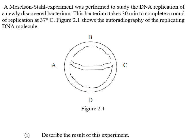 A Meselson-Stahl-experiment was performed to study the DNA replication of
a newly discovered bacterium. This bacterium takes 30 min to complete a round
of replication at 37° C. Figure 2.1 shows the autoradiography of the replicating
DNA molecule.
B
A
C
D
Figure 2.1
(i)
Describe the result of this experiment.
