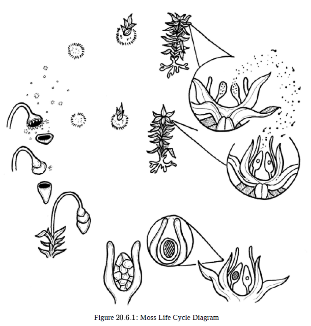 Figure 20.6.1: Moss Life Cycle Diagram
