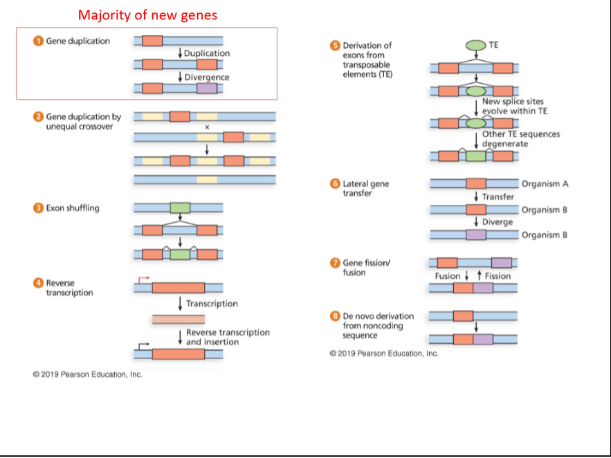 Majority of new genes
Gene duplication
Derivation of
exons from
transposable
elements (TE)
TE
Duplication
I Divergence
New splice sites
evolve within TE
Gene duplication by
unequal crossover
Other TE sequences
degenerate
Lateral gene
transfer
Organism A
| Transfer
Exon shuffling
Organism B
| Diverge
Organism B
Gene fission/
fusion
Fusion t Fission
Reverse
transcription
| Transcription
De novo derivation
from noncoding
sequence
Reverse transcription
and insertion
© 2019 Pearson Education, Inc.
2019 Pearson Education, Inc.
